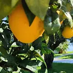 Panorama *