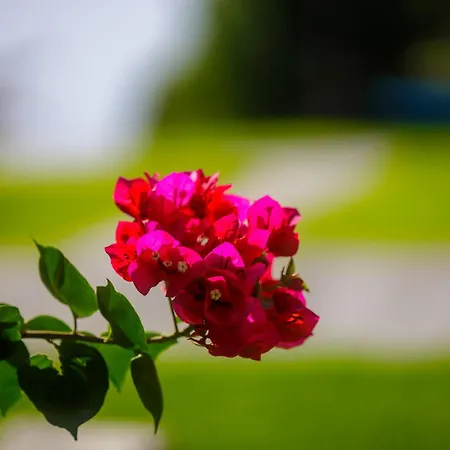 Panorama * كراني